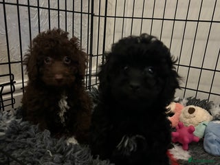 Miniature Poodle dogs Miniature poodle last little boy - Advert 6