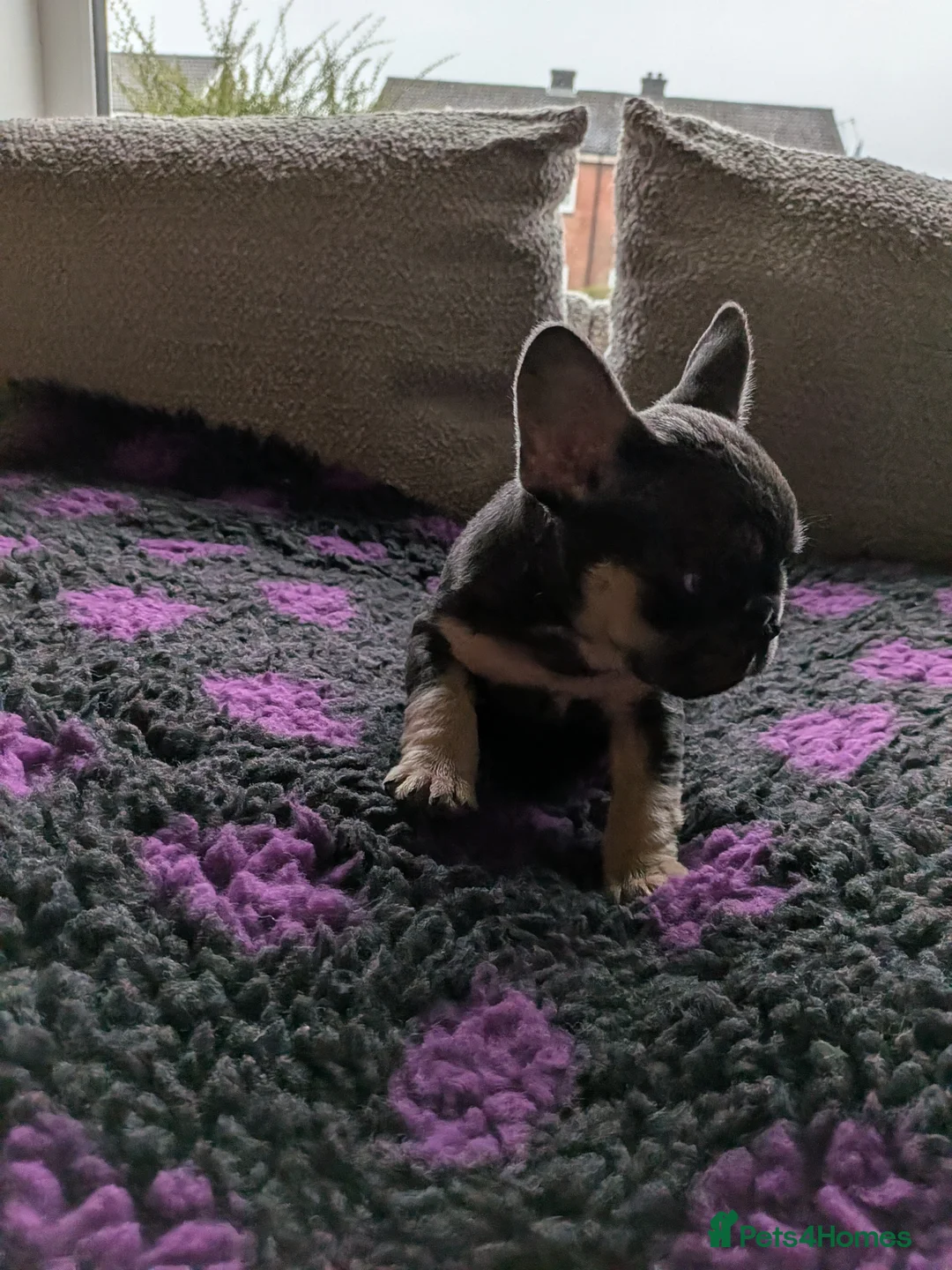 French Bulldog dogs for sale: Reduced fluffy/carriers Frenchies - Advert 2