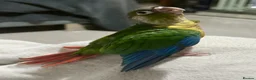 Mixed Breed birds for sale: Hand-Reared & Hand-Tamed Baby Quaker and Conures in Chichester - Advert 4