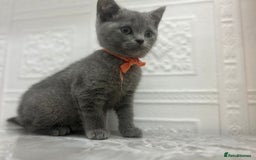 Russian Blue cats for sale: Russian Blu/British Blu - Image 9