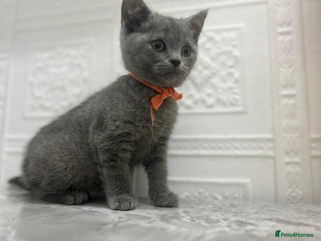 Russian Blue cats for sale: Russian Blu/British Blu - Image 9
