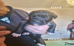 Mixed Breed dogs for sale: Stacksides litter - Image 8
