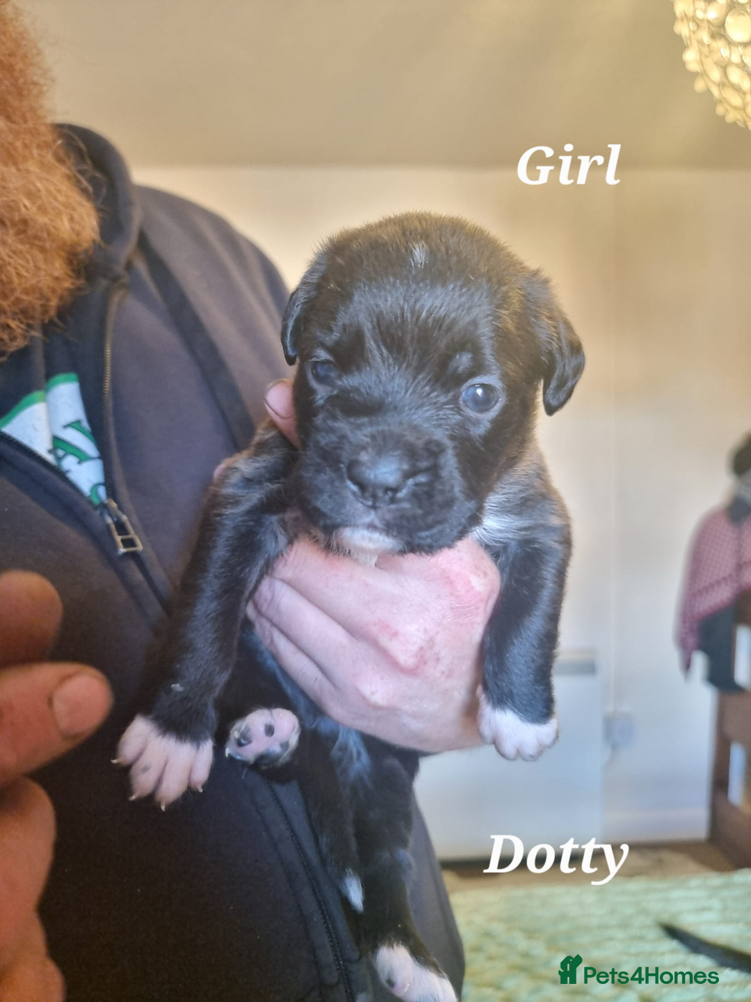 Mixed Breed dogs for sale: Stacksides litter - Image 8