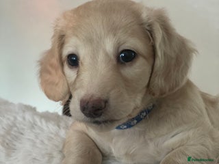 Miniature Dachshund dogs Long-Haired Miniature Cream Dachshund - Advert 7