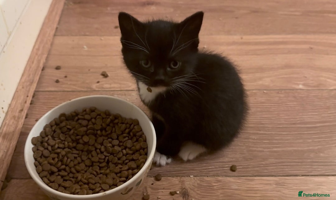 Mixed Breed cats for sale: British Short Hair X DSH - Advert 5