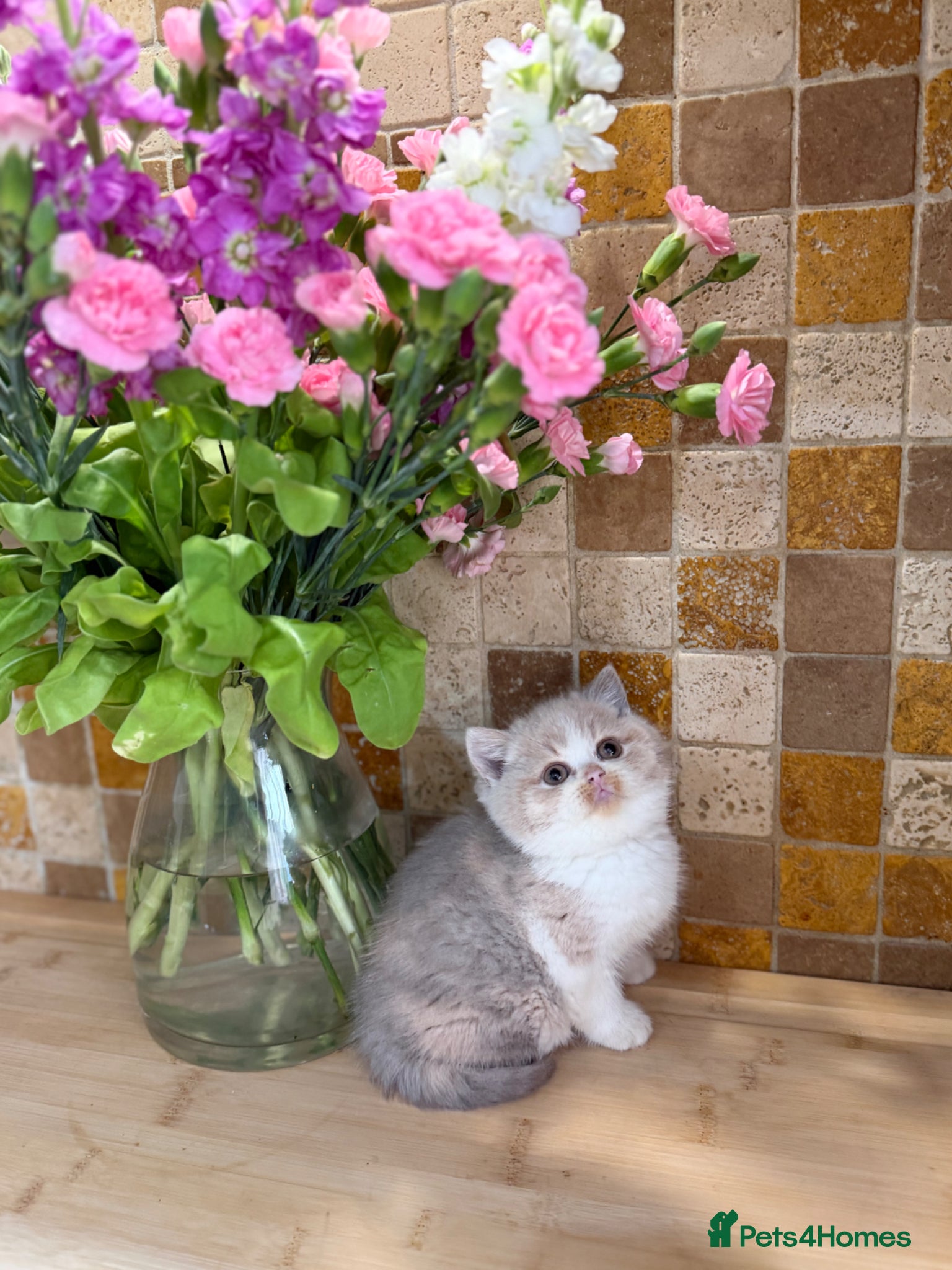 British Shorthair cats Full Pedigree/Registered BSH from £1200 - Advert 1