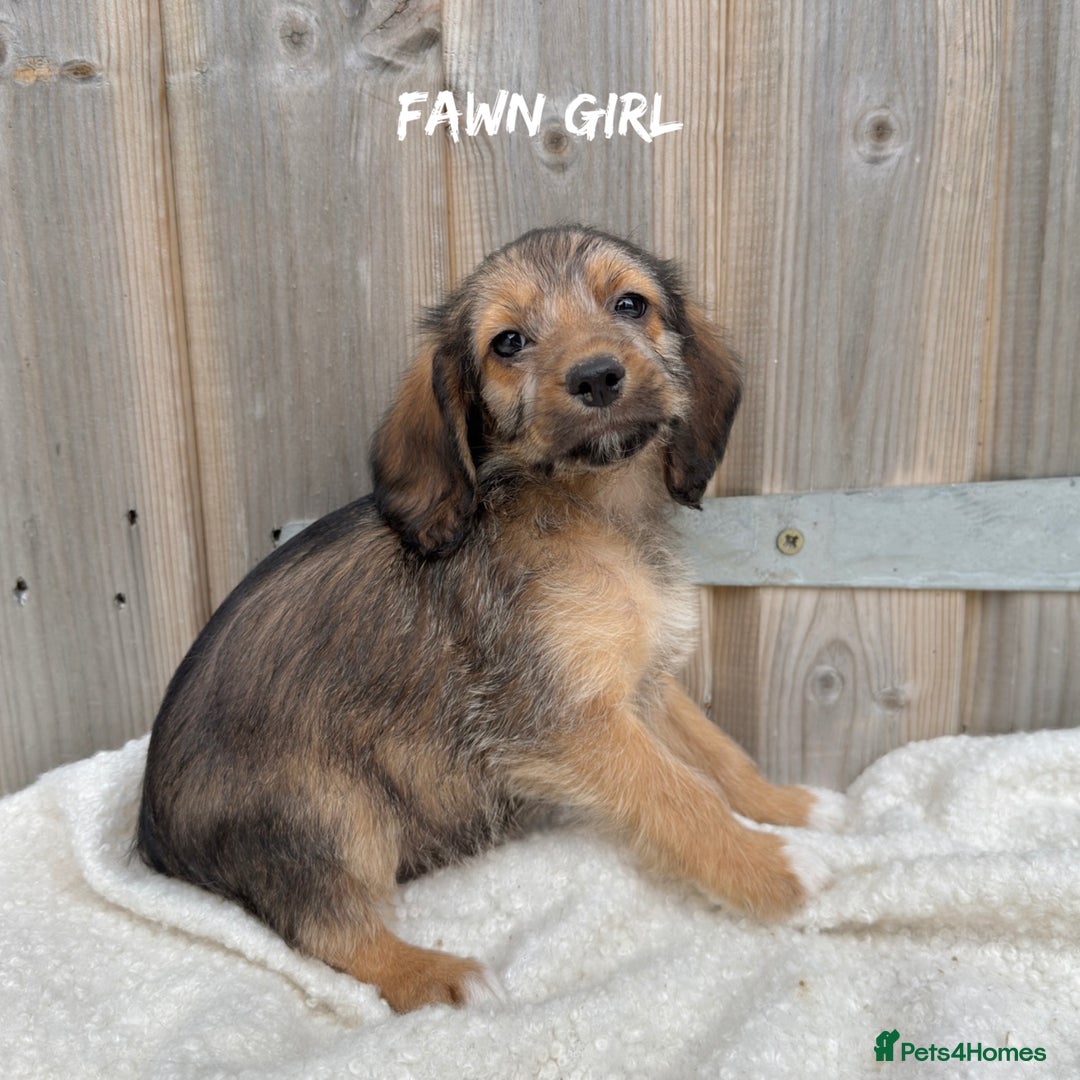 Mixed Breed dogs for sale: 🤎 BABY POOGLES (beagleXminiature poodle)🤎 in Rhayader - Image 8