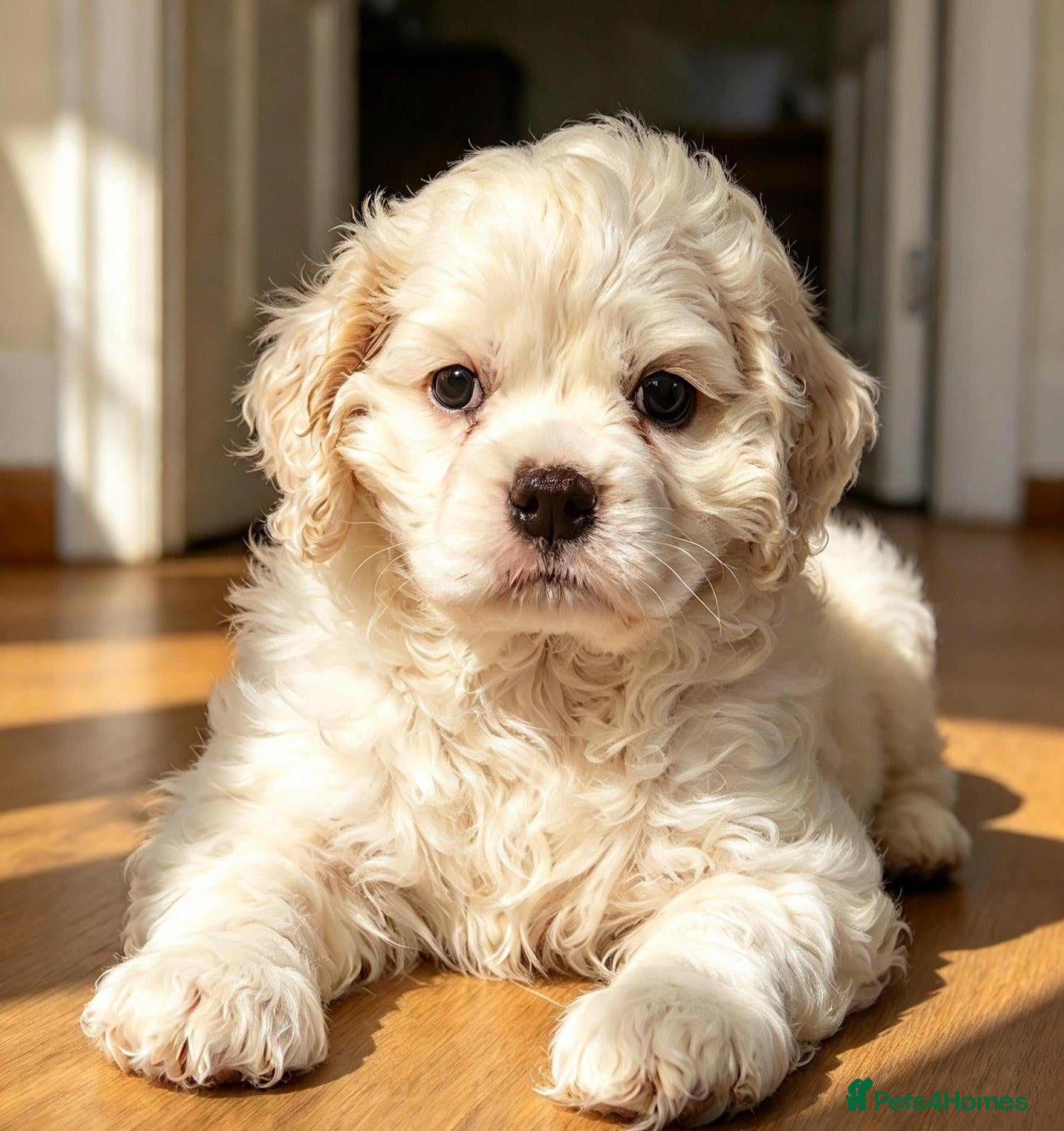 Cockapoo dogs for sale: Ready now Miniature cockerpoo puppies  - Advert 4