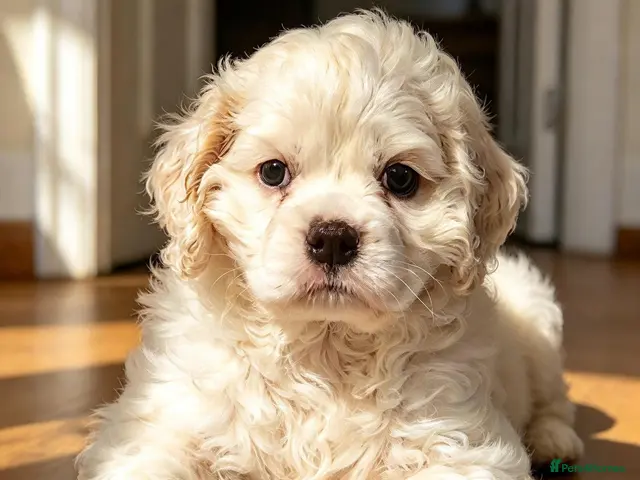 Cockapoo dogs for sale: Ready now Miniature cockerpoo puppies - Advert 4
