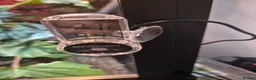 Chameleon reptiles for sale: Chameleon & Fully Set-Up Terrarium  in Birmingham - Advert 4