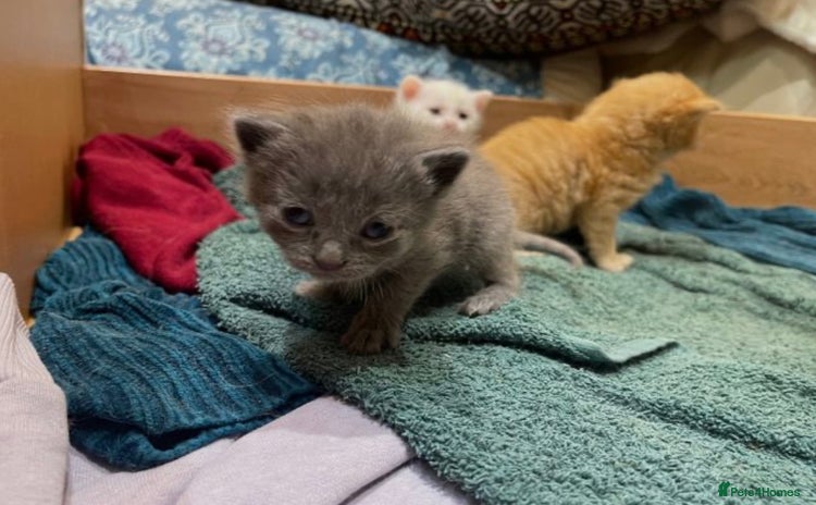 Ragdoll cats Ragdoll kittens ONE LEFT HURRY! - Advert 15