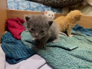 Ragdoll cats Ragdoll kittens ONE LEFT HURRY! - Advert 14