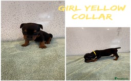Lakeland Terrier dogs for sale: Lakeland terrier puppies  - Image 5