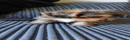 Mixed Breed dogs for sale: Small Mixed Breed Puppies - Advert 4