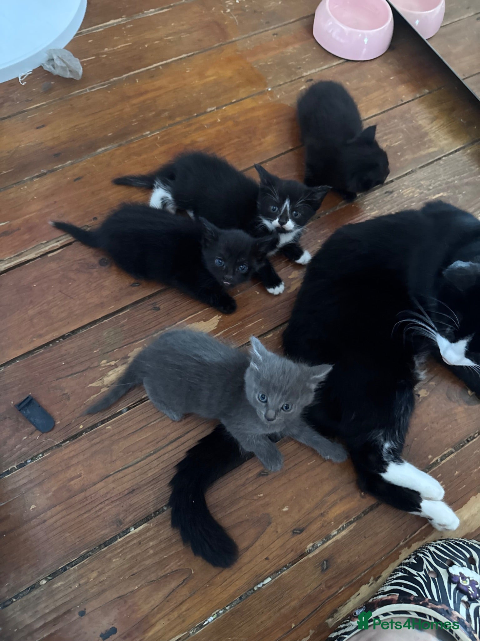 British Shorthair cats 4 female beautiful kittens  - Advert 1