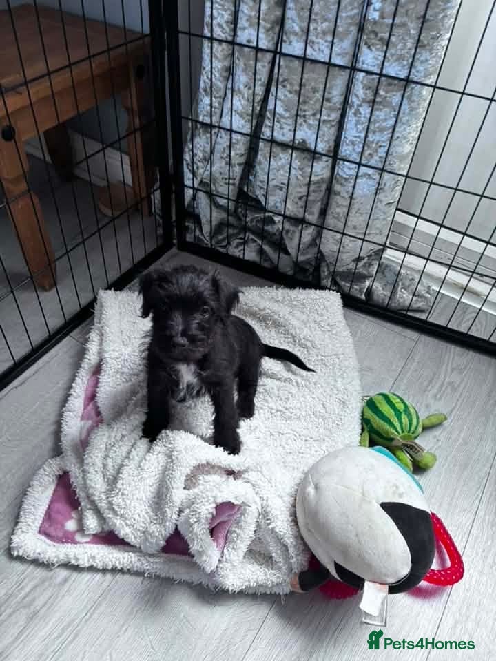 Mixed Breed dogs Black female LakelandPatterdale terrier - Advert 2