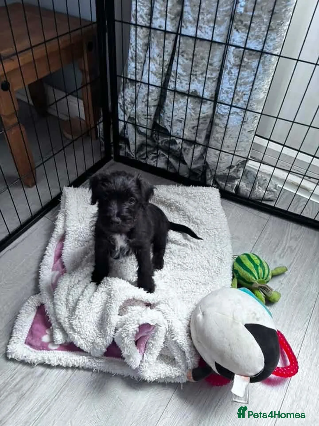 Mixed Breed dogs for sale: Black female LakelandPatterdale terrier - Advert 2