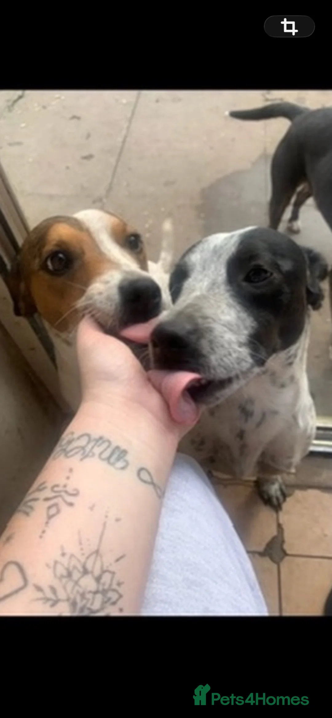 Mixed Breed dogs for sale: Two male dogs  - Advert 1
