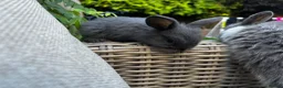 Mini Lop rabbits for sale: 2 Blue Baby Mini Lops - Advert 13