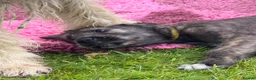 Irish Wolfhound dogs for sale: Irish wolfhound puppies for sale - Advert 12