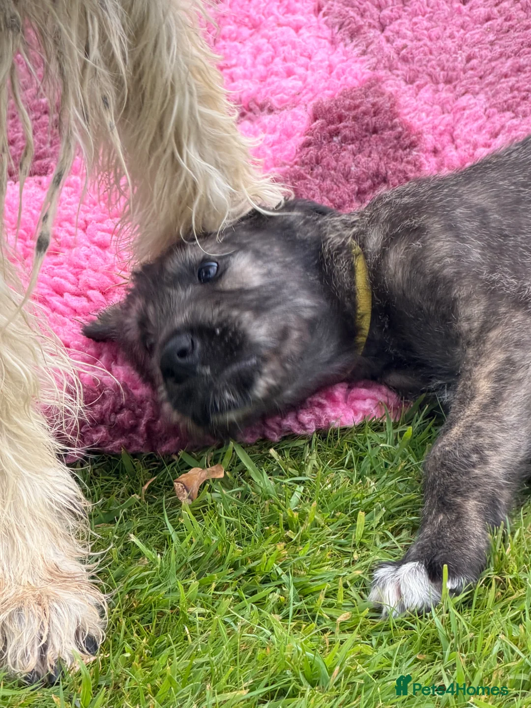Irish Wolfhound dogs for sale: Irish wolfhound puppies for sale - Advert 12