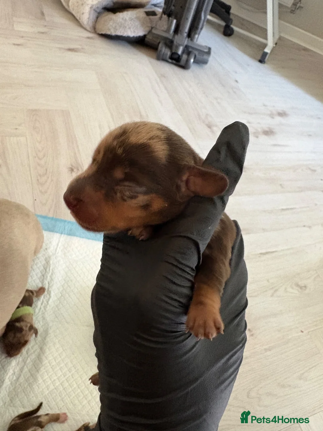 Miniature Dachshund dogs for sale: KC Miniature Dachshund Puppies | Champion Lines 🐾 - Advert 24