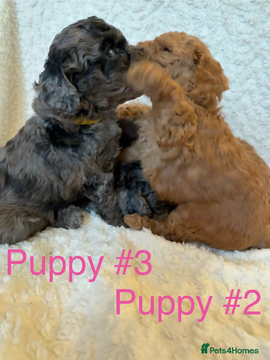 Cavapoo dogs for sale: Stunning Merle toy f1b Cavapoo puppies - Advert 9