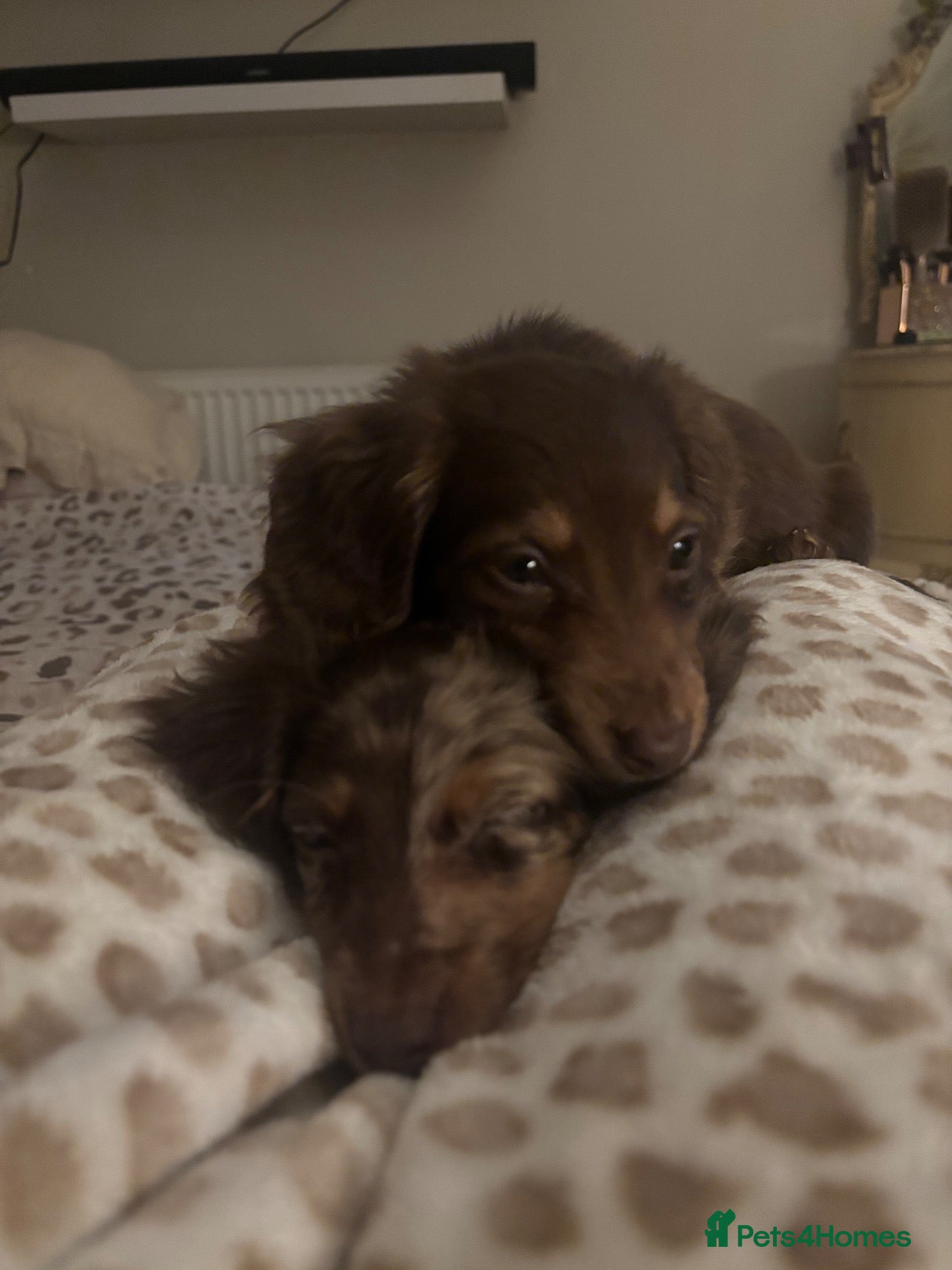Miniature Dachshund dogs for sale: Fluffy miniature dachshund - Advert 2