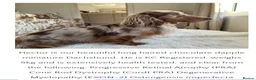 Miniature Dachshund dogs for sale: Stunning long haired miniature dachshund  - Advert 4