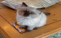 Ragdoll cats for sale: 3 Pedigree Ragdoll Kittens For Sale - Image 4