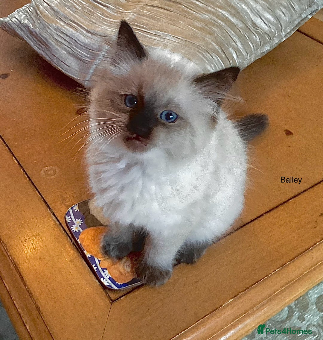 Ragdoll cats for sale: 3 Pedigree Ragdoll Kittens For Sale - Image 4