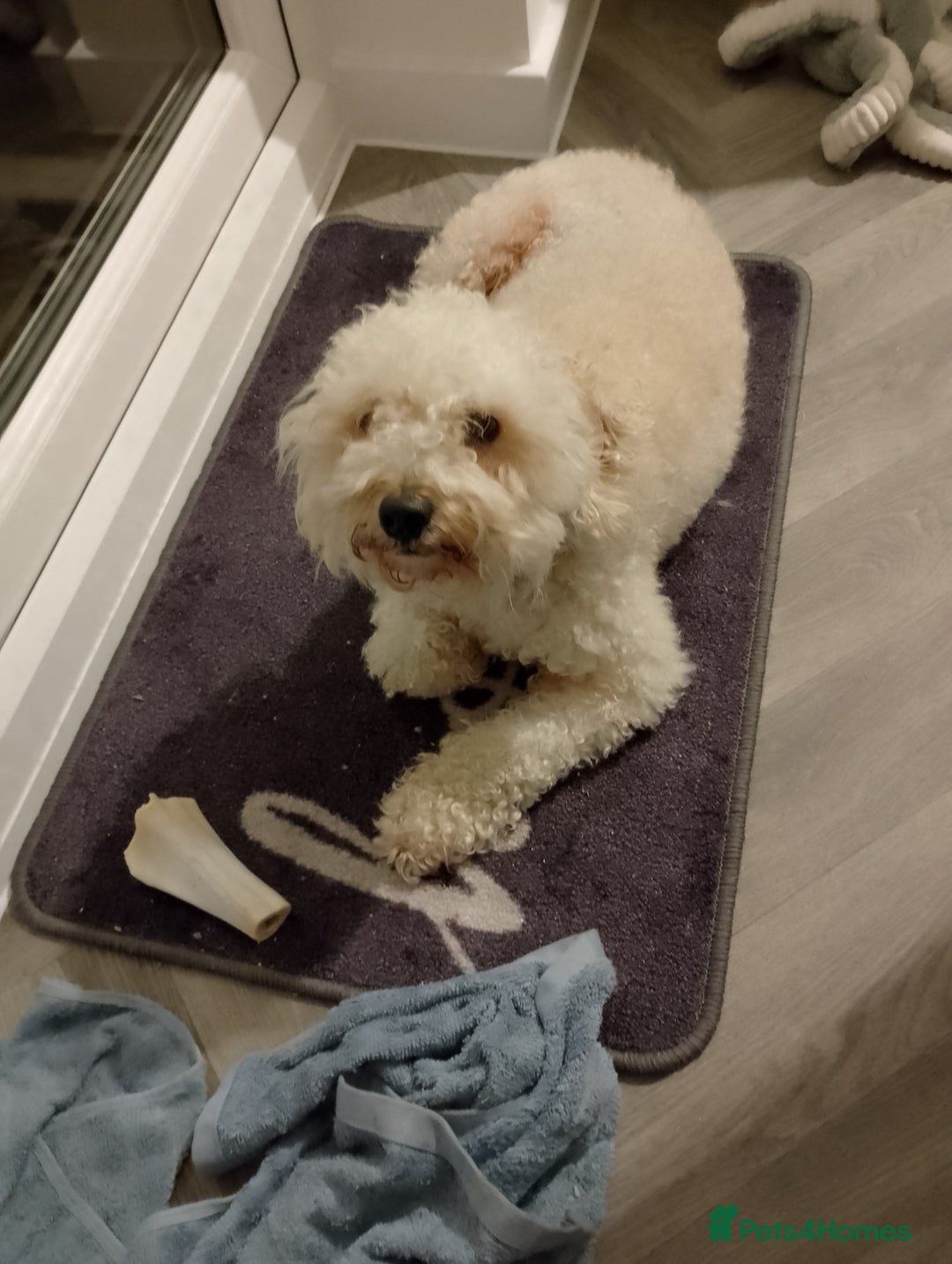 Cavapoo dogs for sale: Adorable Cavapoo - Advert 2