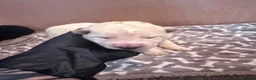 White Swiss Shepherd dogs for sale: Swiss white shepherds puppies  - Advert 30