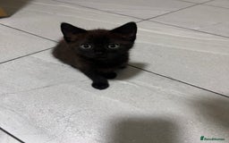 Mixed Breed cats for sale: Adult cat and kitten for sale - Image 3