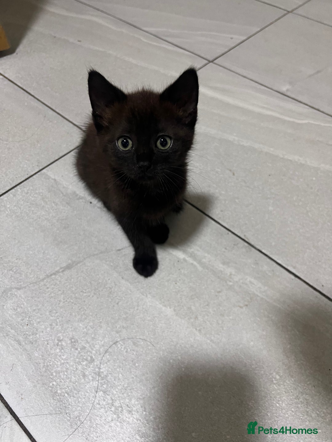 Mixed Breed cats for sale: Adult cat and kitten for sale - Image 3