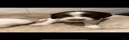 Sprocker dogs for sale: Outstanding sprocker puppy’s - Advert 5
