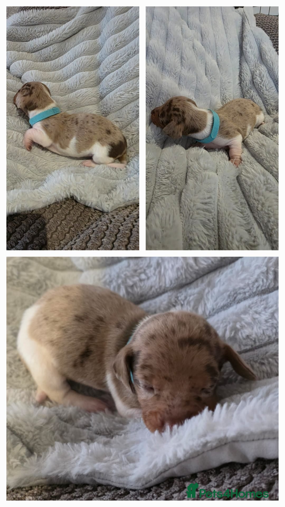 Miniature Dachshund dogs for sale: Miniture dachshund puppies available.  - Advert 6