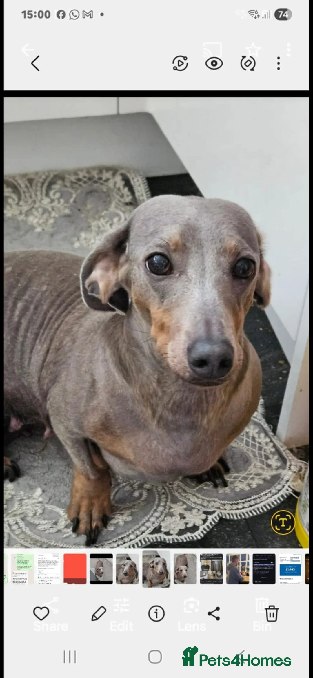 Dachshund dogs for sale: Dashound female  in Kingston upon Thames - Advert 2