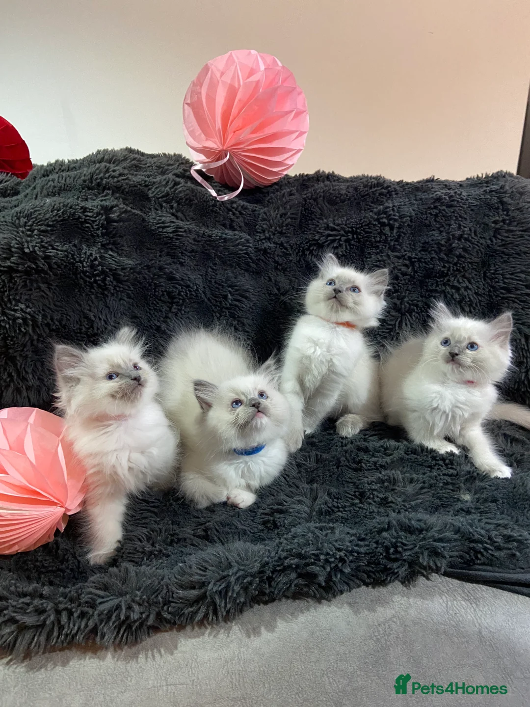 Ragdoll cats for sale: ❤️Beautiful Baby Ragdolls ❤️ - Advert 1