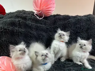 Ragdoll cats ❤️Beautiful Baby Ragdolls ❤️ - Advert 2