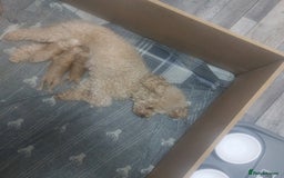 Miniature Poodle dogs for sale: MINIATURE POODLES - Image 13