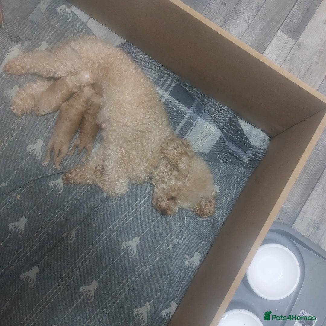 Miniature Poodle dogs for sale: MINIATURE POODLES - Image 13