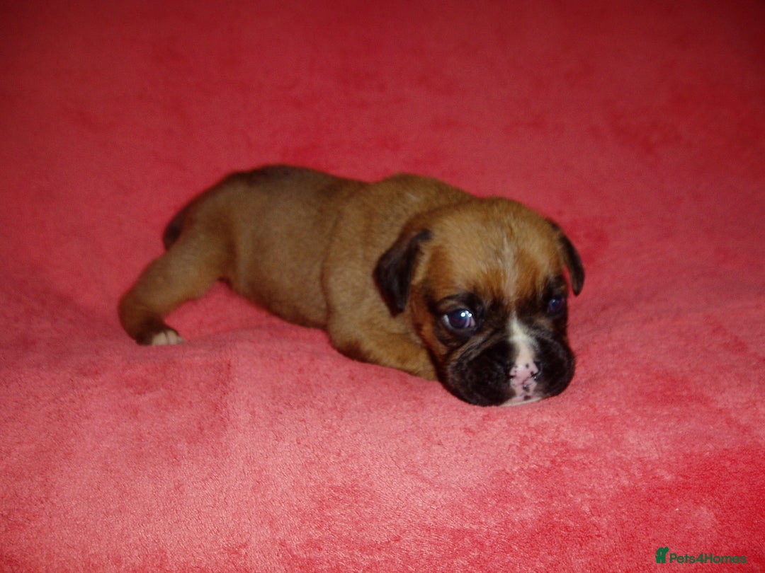 Boxer dogs for sale: Health Tested COI 1.5% KC Registered - Image 36