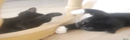 Domestic Shorthair cats for adoption: Vaccinated Rescue Kittens  - Advert 2