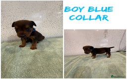 Lakeland Terrier dogs for sale: Lakeland terrier puppies  - Image 6