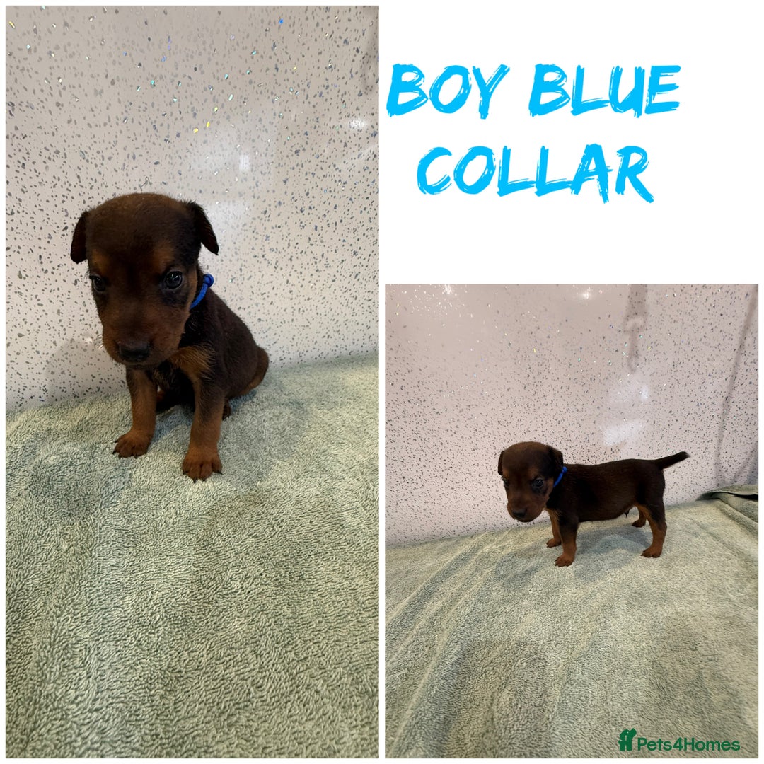 Lakeland Terrier dogs for sale: Lakeland terrier puppies  - Image 6