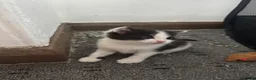 Domestic Shorthair cats for sale: 7 kittens  - Advert 21