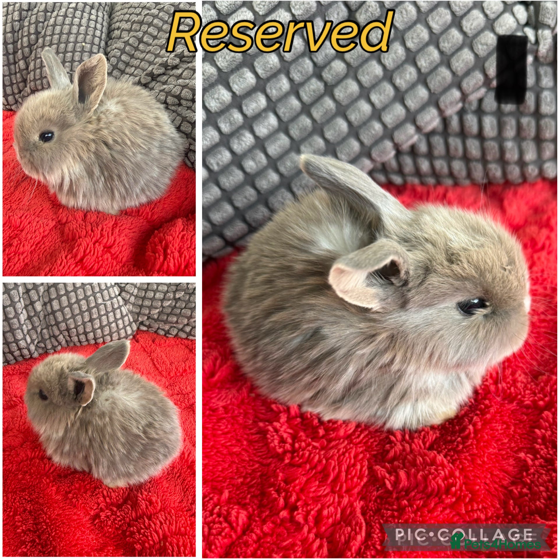 Mixed Breed rabbits Mini lop bunnies  - Advert 2