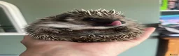 Pygmy Hedgehog rodents for sale: Pygmy hedgehog for sale. - Advert 3