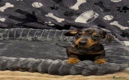 Miniature Dachshund dogs for sale: Miniature dachshund puppies - Image 3